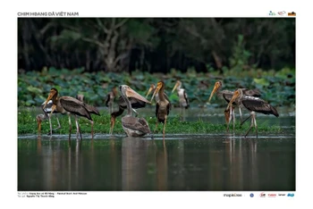 Tác phẩm "Giang sen và Bồ nông" (tác giả Nguyễn Thị Thanh Hồng), giải Ba triển lãm ảnh "Chim hoang dã Việt Nam". Ảnh: Ban tổ chức cung cấp