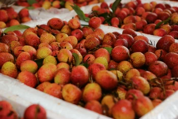 Vải thiều Lục Ngạn, một trong những sản phẩm OCOP chủ lực của Bắc Giang. (Ảnh THÀNH ĐẠT) 