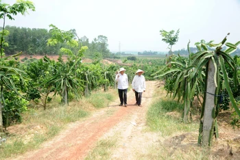 Ảnh minh họa: TRẦN HẢI