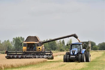 Thu hoạch ngũ cốc trên cánh đồng lúa mì ở Mala Divytsa, Ukraine. (Ảnh: AFP/TTXVN)