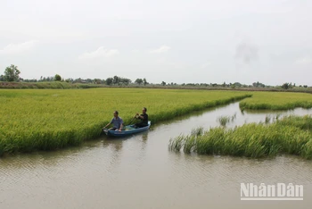 Trồng lúa tại tỉnh Bến Tre.