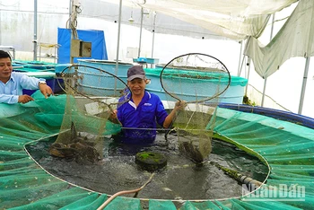 Mô hình trồng rau thủy canh kết hợp nuôi cá hữu cơ tại Công ty TNHH Nông sản Đồng Tháp AQUA. (Ảnh: HỮU NGHĨA)