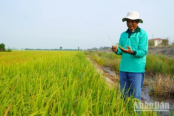 Ruộng mô hình "Sử dụng thuốc bảo vệ thực vật an toàn, hiệu quả và sử dụng thuốc bảo vệ thực vật sinh học trên lúa". (Ảnh: HỮU NGHĨA)