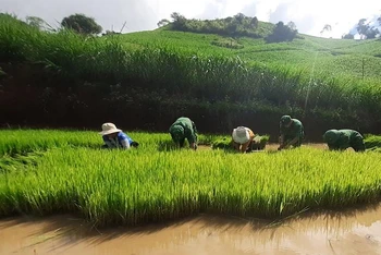 Cán bộ, chiến sĩ Đồn Biên phòng Mường Cai nhổ mạ giúp hộ gia đình anh Sộng A Nênh.