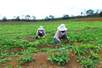 : Nhiều hộ dân đồng bào dân tộc thiểu số tỉnh Kon Tum bỏ cây sắn qua trồng dược liệu, cho thu nhập tăng gấp đôi. Trong ảnh: Chị Y Mua, xã Măng Cành, huyện Kon Plông bỏ trồng sắn sang trồng cây đương quy.