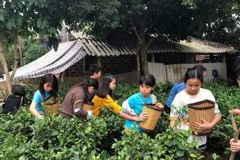 Khách du lịch tham gia trải nghiệm hái chè tại Ba Vì.