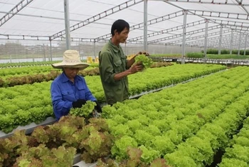 Trồng rau sạch. (Nguồn: TTXVN)