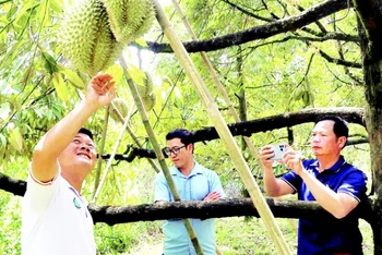 Nông dân Đặng Huy Bộ (bên trái) cùng những cây sầu riêng cho quả trái vụ của gia đình.