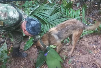 Hơn 100 lính cứu hộ, 3 máy bay trực thăng và nhiều chó nghiệp vụ tham gia chiến dịch tìm kiếm nạn nhân mất tích sau vụ rơi máy bay. (Ảnh: Reuters)