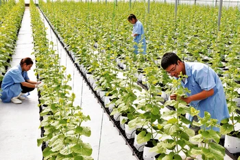 Mô hình sản xuất dưa lưới trong nhà kính công nghệ cao tại huyện Lý Nhân (Hà Nam).