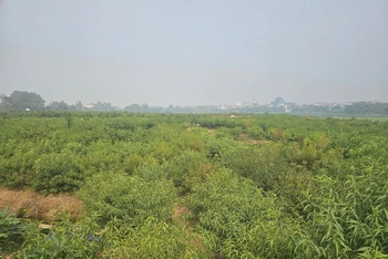 Khu đất bị bỏ hoang nằm ở trung tâm thành phố Phúc Yên.