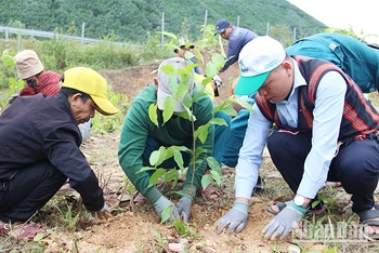 Người dân tham gia trồng cây gỗ lớn tại xã Hòa Bắc.