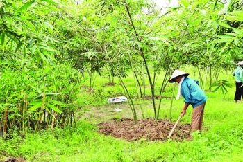 Hội viên chăm sóc cây măng lục trúc tại Hợp tác xã Măng lục trúc lâm sinh Ngọc Châu.