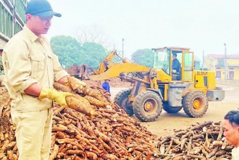 Công nhân Nhà máy sắn Văn Yên kiểm tra chất lượng củ trước khi chế biến.