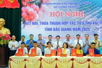 Ký kết hợp tác tiêu thụ vải thiều Bắc Giang 2025.