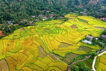 Sắc màu Nghĩa Đô (Bảo Yên-Lào Cai) mùa lúa chín. (Ảnh: TL)