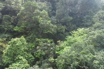 Thị trường carbon cho phép doanh nghiệp mua bán tín chỉ carbon để bù đắp phát thải khí nhà kính, thúc đẩy sản xuất xanh và bền vững.