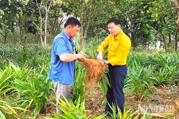 Áp dụng kỹ thuật mới trong mô hình trồng rễ hương tại thị trấn Tân Lạc, huyện Quỳ Châu.