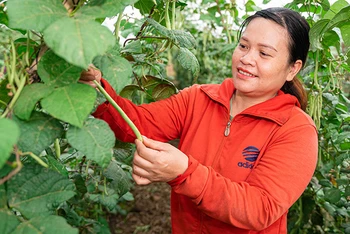 Phụ nữ tham gia chương trình “She Feeds the World”. (Ảnh: CARE)