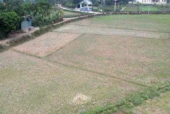 Một diện tích đã làm đất nhưng bỏ không vì không có giống hỗ trợ tại xã Cao Kỳ. (Ảnh: NGỌC TÚ).