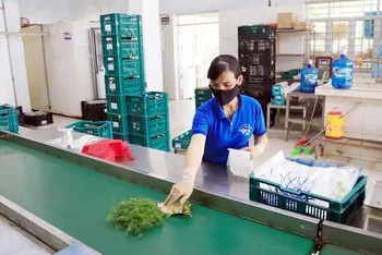 Dán tem truy xuất nguồn gốc sản phẩm tại Hợp tác xã Rau quả sạch Chúc Sơn, huyện Chương Mỹ, Hà Nội. (Ảnh QUANG THÁI)