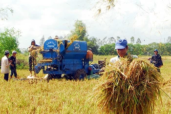 Nông dân huyện Thới Lai, thành phố Cần Thơ thu hoạch lúa. (Ảnh THANH VŨ)