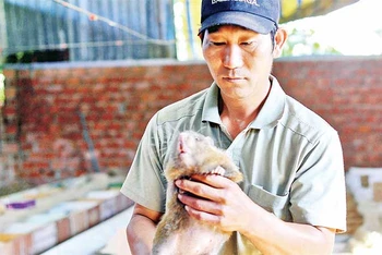 Mô hình chăn nuôi dúi của gia đình anh Cao Lợi đạt hiệu quả kinh tế.