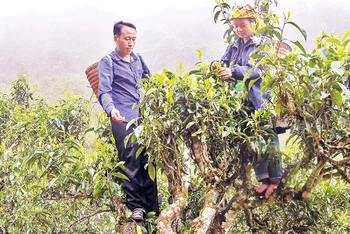 Anh Hờ A Trừ cùng gia đình thu hoạch chè shan.