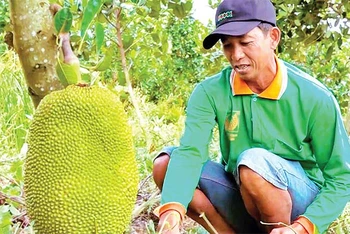 Người dân nông trường Sông Hậu chuyển đổi sang trồng cây ăn trái cho hiệu quả kinh tế cao như: Xoài, nhãn, mãng cầu, mít.