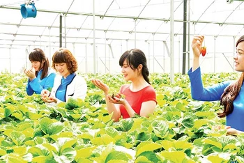 Du khách trải nghiệm vườn dâu tây công nghệ cao tại thành phố Đà Lạt, tỉnh Lâm Đồng.