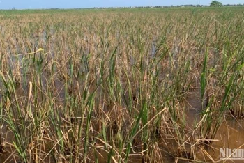 Sở Nông nghiệp và Phát triển nông thông tỉnh Thái Bình đề nghị huyện Thái Thụy và xã An Tân, Hồng Dũng rút kinh nghiệm trong chỉ đạo và tổ chức sản xuất, tránh xảy ra tình trạng hơn 160ha lúa phát triển kém, một số diện tích không cho thu hoạch như hiện nay.