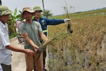 Nhiều diện tích lúa xuân không trổ bông tại xã An Tân và Hồng Dũng (huyện Thái Thụy, tỉnh Thái Bình). (Ảnh người dân cung cấp)