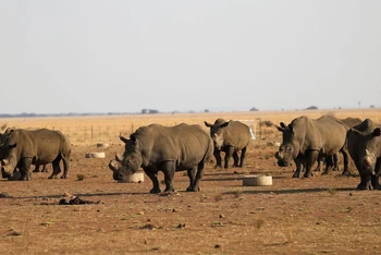 Tê giác tại khu bảo tồn tê giác tư nhân lớn nhất Nam Phi Buffalo Dream Ranch. Ảnh: Reuters.