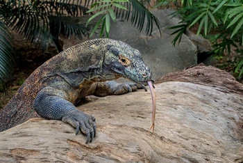 Rồng Komodo. (Ảnh Helloflores)