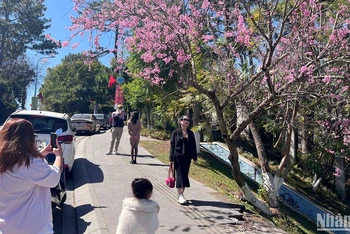 Hoa mai anh đào Đà Lạt bung cánh đúng dịp Tết thu hút khách du xuân. 