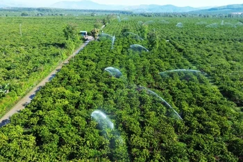 Tưới cà-phê bằng phương pháp tiết kiệm nước tại cánh đồng mẫu ứng dụng công nghệ cao xã Đăk Mar, huyện Đăk Hà, tỉnh Kon Tum.