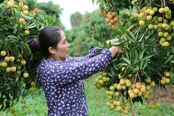 Người dân Lục Ngạn (Bắc Giang) chăm sóc vải thiều. (Ảnh: Thành Đạt)