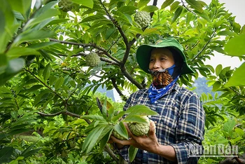 Người dân huyện Chi Lăng, tỉnh Lạng Sơn thu hoạch na. (Ảnh: Thành Đạt)