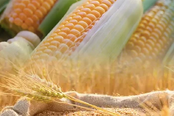 Giá ngô chạm đáy gần 3 năm trước những thông tin tích cực về nguồn cung từ Ukraine