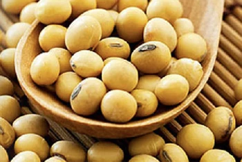 Giá đậu tương xuống mức thấp nhất kể từ tháng 6 do triển vọng nguồn cung
