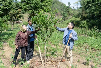 Trồng cây mắc-ca là hướng làm giàu, thoát nghèo của nhiều hộ dân các xã đang nỗ lực về đích nông thôn mới.