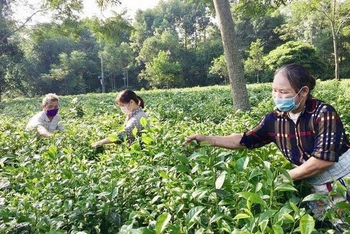 Nông dân xã Ba Trại, huyện Ba Vì, Hà Nội thu hoạch chè. (Ảnh: Hiền Thu)