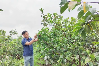 Giám đốc Hợp tác xã dịch vụ nông nghiệp Di Trạch (xã Di Trạch, huyện Hoài Đức, Hà Nội) Nguyễn Hữu Quang chăm sóc vườn ổi.