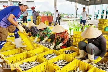 Tốc độ tăng trưởng kinh tế tỉnh Kiên Giang bình quân giai đoạn 2021-2023 ước đạt 5,29%/năm. 