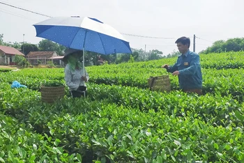 Bản Ven, xã Xuân Lương mở rộng diện tích trồng chè.