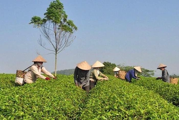 Vùng chè của Tổ hợp tác Hương chè Vĩnh Tân (huyện Sơn Dương, Tuyên Quang).