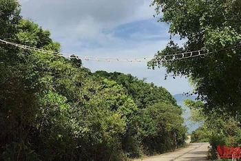 Đà Nẵng chi 8 tỷ đồng trồng thêm hoa thàn mát, bằng lăng tạo điểm nhấn đặc sắc trên bán đảo Sơn Trà.