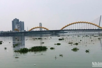 Lục bình trôi kín sông Hàn, ảnh chụp trưa 20/4.