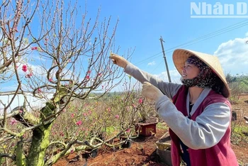 Bà Đỗ Thị Thúy Ngọc ở phường Thống Nhất, thị xã Buôn Hồ đang chăm chút những chậu đào phục vụ khách mua về đón Tết. 