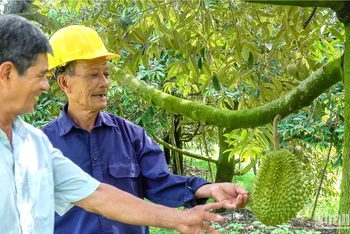Nông dân huyện Phong Điền kiểm tra sầu riêng trước khi thu hoạch.